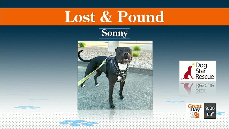 Lost and Pound - Sonny