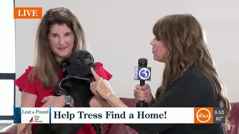 Tres the puppy at Dog Star Rescue needs a forever home. Get information about how to adopt...