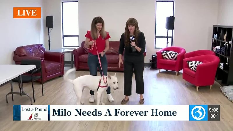 Help find Milo a forever home. For information about how to adopt go to: dogstarrescue.org