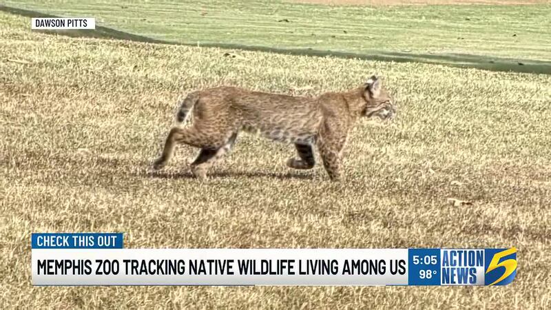 The Memphis Zoo has been tracking different species just across the state line, and...