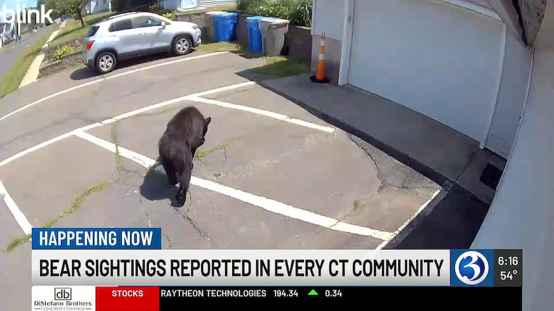 Bears have been spotted in every town and city in Connecticut this year, and wildlife...