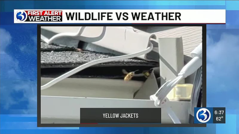 First Alert Weather Extra: Wildlife vs. Weather with Yellow Jackets!