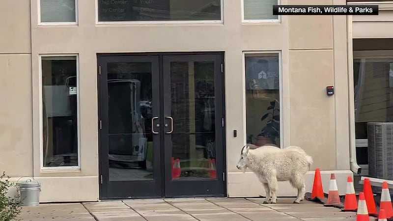 A mountain goat apparently decided to make a church call in Bozeman, Montana.